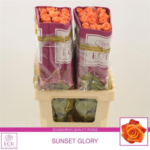 Rosa grootbloemig Sunset