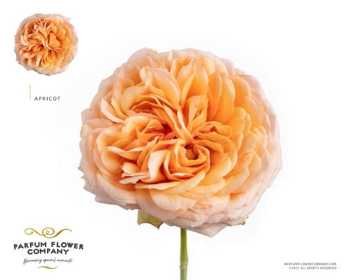 Rosa grootbloemig overig