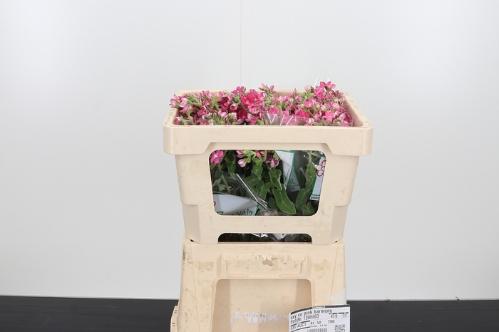 Oxypetalum coeruleum 'Pink Harmony'
