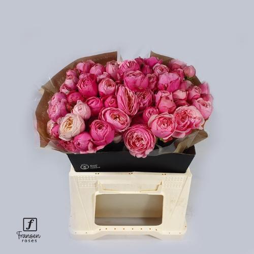 Rosa tros Silva Pink+