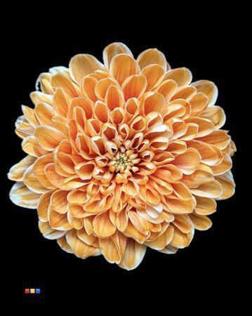 Chrysanthemum Indicum Grp tros kas kleurbehandeld H%