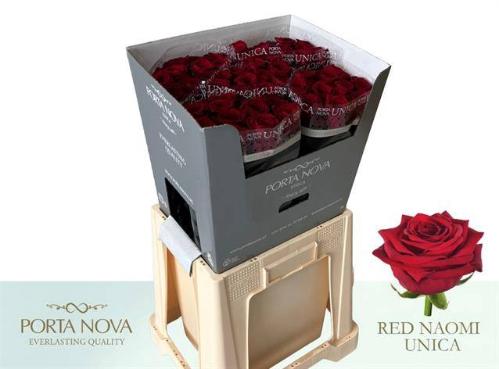 Rosa grootbloemig Red Naomi!