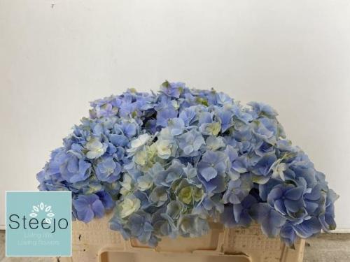 Hydrangea macrophylla 'Verena' (blauw)