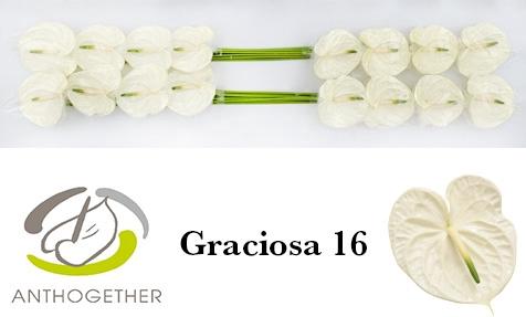 Anthurium (Andreanum Grp) Graciosa