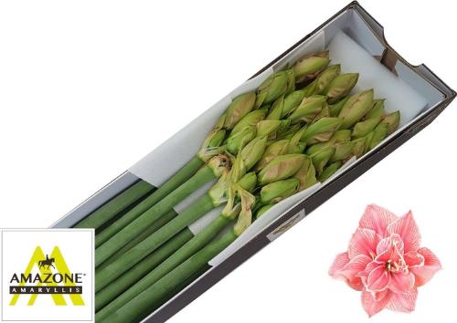 Hippeastrum Double Galaxy Grp Sweet Nymph