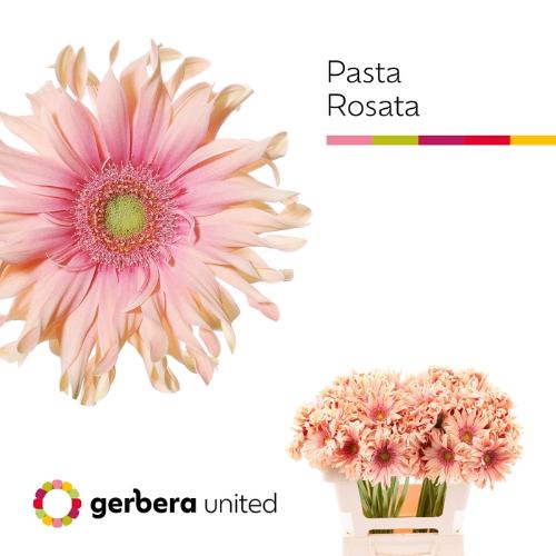 Gerbera grootbloemig 'Pasta Rosata'