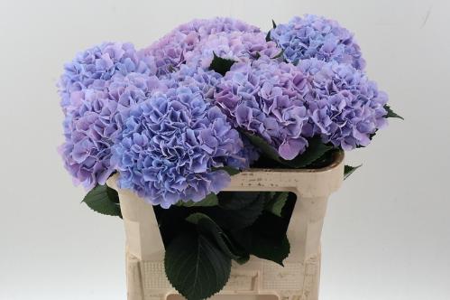 Hydrangea macrophylla Royal Benefit (paars)