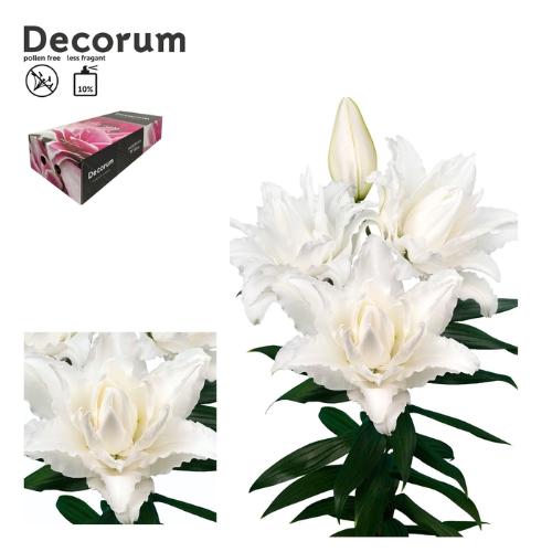 Lilium (Oriental Grp) dubbel Roselily Nadia