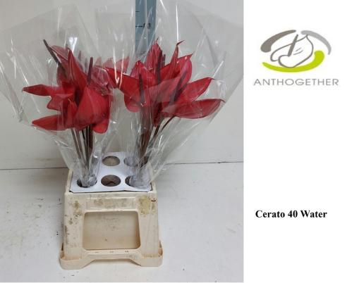 Anthurium (Andreanum Grp) Cerato