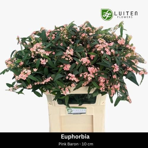 Dianthus tros 'Red Rosella'