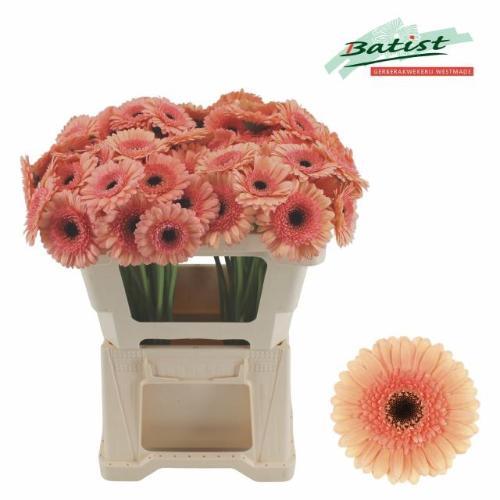 Gerbera mini Cookies 'n Cream