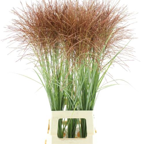 Miscanthus 'Rotfeder'