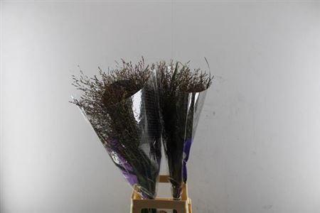 Panicum virgatum 'Warrior'