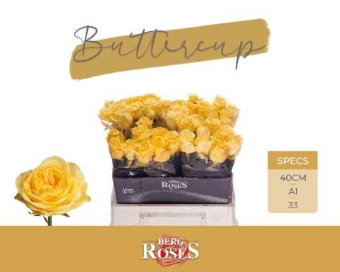 Rosa grootbloemig Buttercup