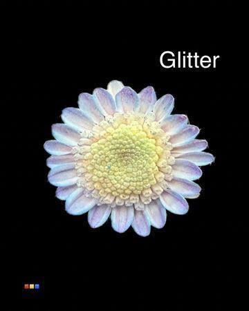 Chrysanthemum Indicum Grp tros kas kleurbehandeld H%