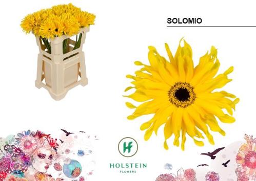 Gerbera grootbloemig krulvormig Gerpasta Solomio