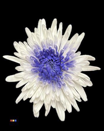 Chrysanthemum geplozen kas kleurbehandeld H%