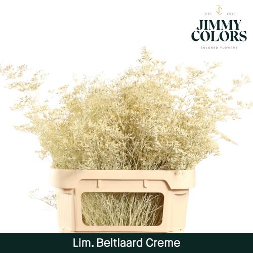 Limonium overig kleurbehandeld H%