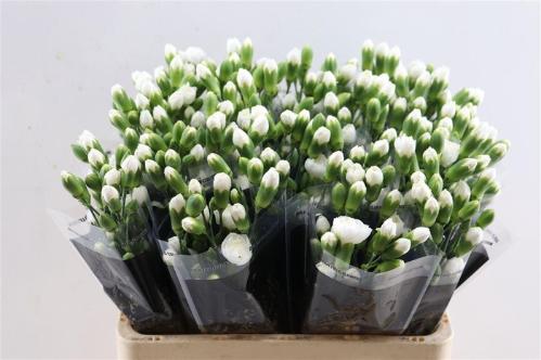 Dianthus tros Ibis