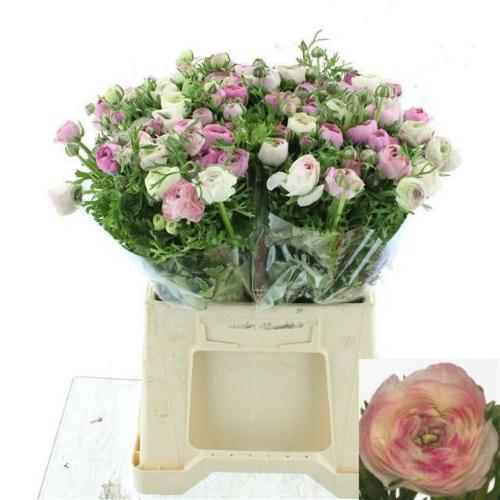 Ranunculus asiaticus 'Elegance White Sfumato'