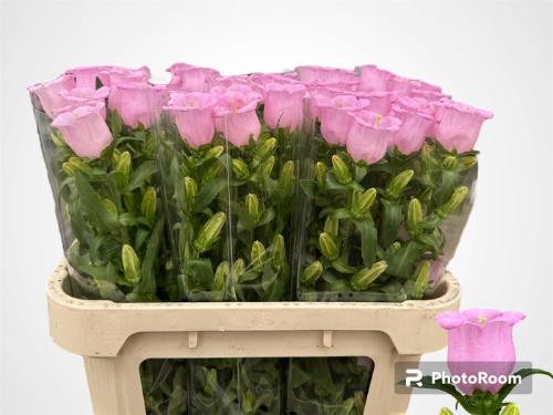 Campanula medium 'Campana Pearl Pink'