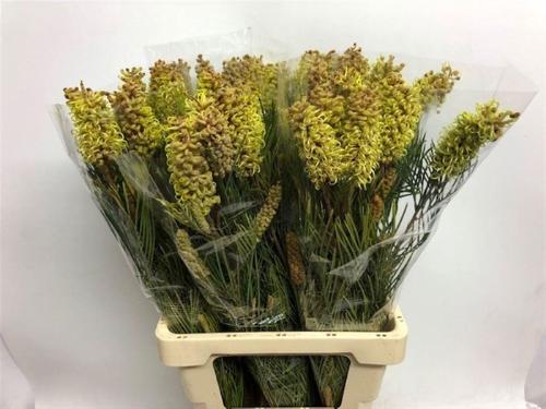 Grevillea 'Spiderman'