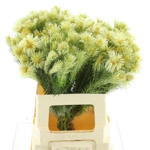 Phylica plumosa