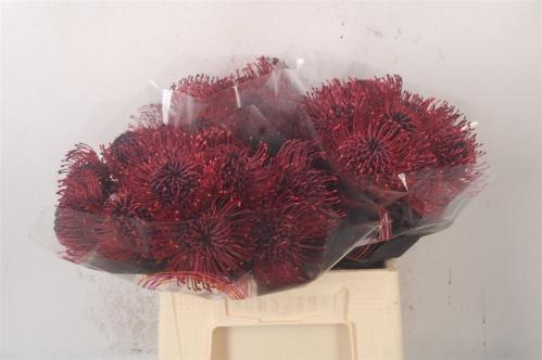Leucospermum 'Naomi' kleurbehandeld H%