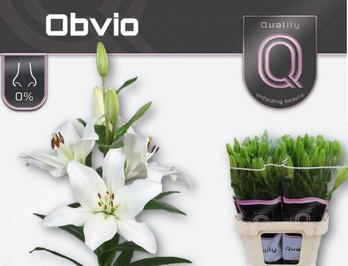 Lilium (LA-hybrids Grp) 'Obvio'