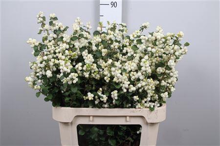 Symphoricarpos Magical Lemon And Lime