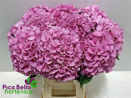 Hydrangea macrophylla Royal Parade