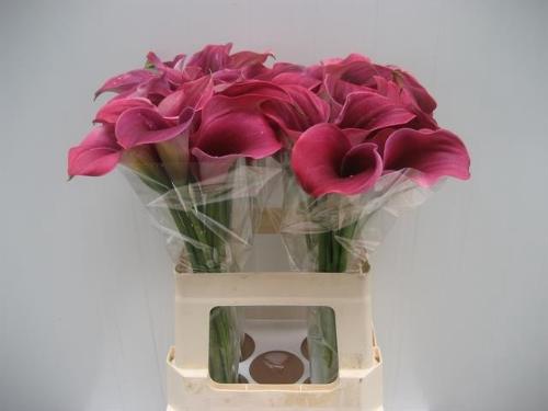 Zantedeschia 'Captain Promise'
