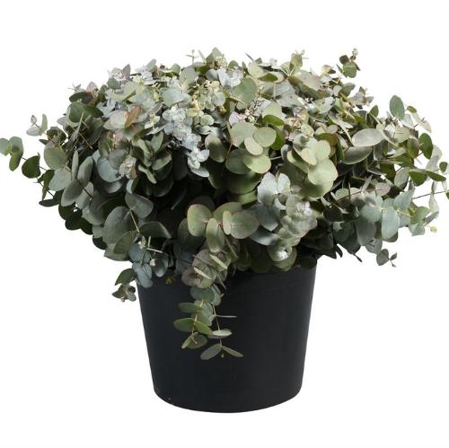 Eucalyptus per bos cinerea