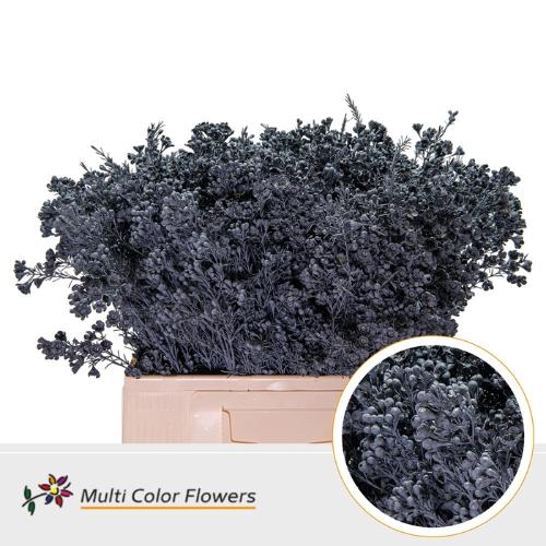 Chamelaucium kleurbehandeld H%