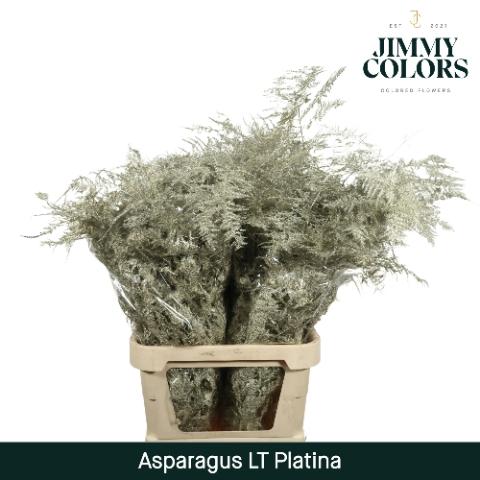 Asparagus overig kleurbehandeld H%