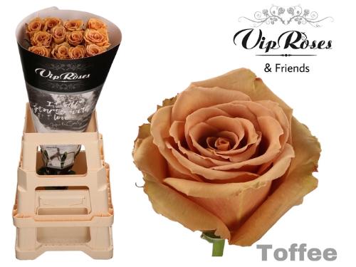 Rosa grootbloemig overig