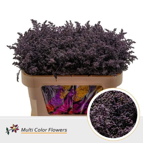 Solidago kleurbehandeld H%