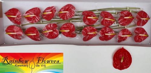 Anthurium Andreanum Grp 'Tropical'