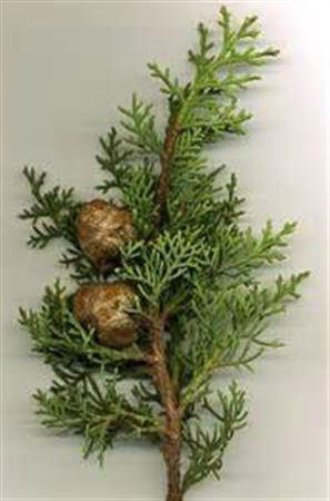 Cupressus arizonica