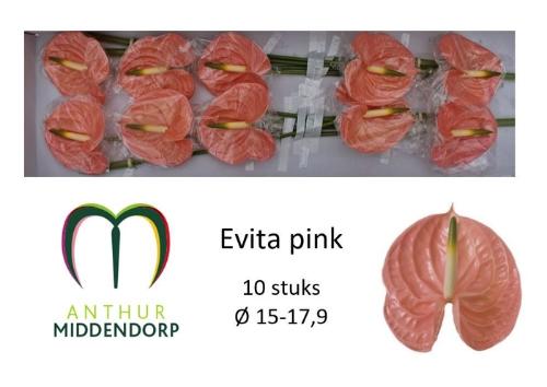 Anthurium Andreanum Grp 'Evita Pink'