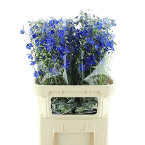Delphinium Belladonna Grp enkelbloemig 'Volkerfrieden'