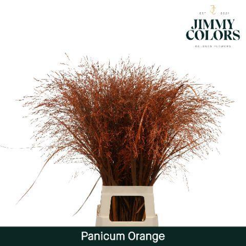 Siergras kleurbehandeld H%