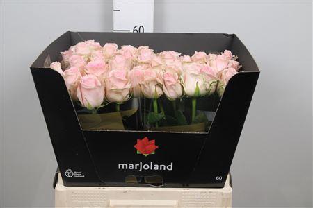 Rosa grootbloemig Sweet Dolomiti