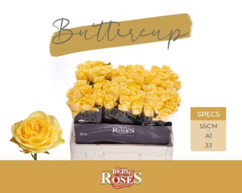 Rosa grootbloemig Buttercup