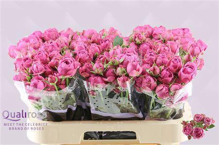 Rosa tros Purple Bubbles