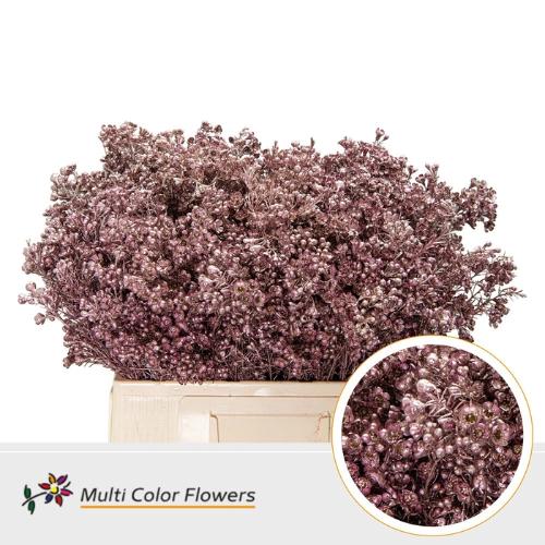 Chamelaucium kleurbehandeld H%