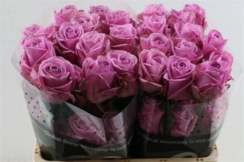 Rosa grootbloemig Scandal