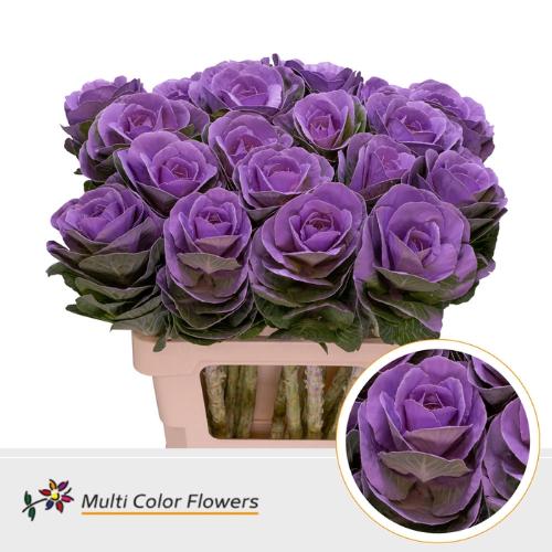 Brassica oleracea kleurbehandeld H%