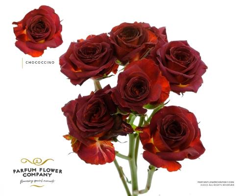 Rosa tros Chococcino