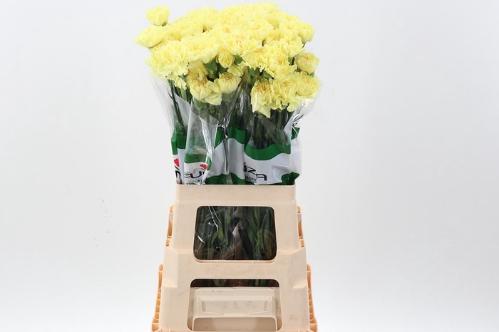 Dianthus standaard Hermes